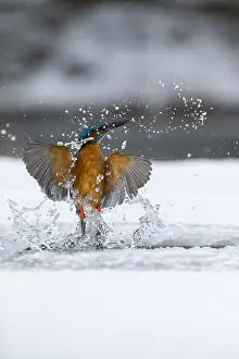 Emergence: Kingfisher - fishing through an ice hole - UK