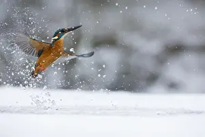260918: Kingfisher - fishing through an ice hole - UK