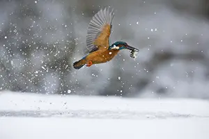 Exit: Kingfisher - fishing through an ice hole - UK