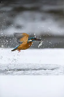Exit: Kingfisher - fishing through an ice hole - UK