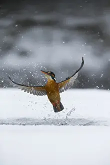 Alcedo: Kingfisher - fishing through an ice hole - UK