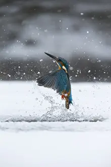 Alcedo: Kingfisher - fishing through an ice hole - UK