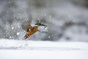 Alcedo: Kingfisher - fishing through an ice hole - UK