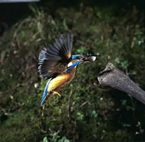 Kill: KINGFISHER - in flight with fish