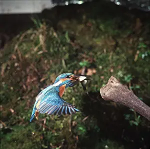 Kill: KINGFISHER - in flight with fish
