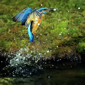 Zdenek Tunka: KINGFISHER - in flight, with fish in beak