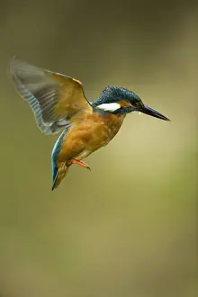050918: Kingfisher - in flight - Norfolk, UK