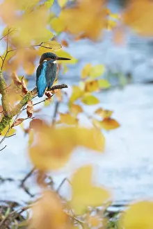 Card: Kingfisher fmale perched by stream in Autumn leaves