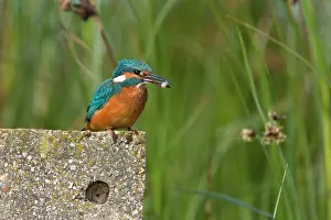 Sticklebacks: Kingfisher - Immature bird grasping a stickleback