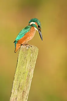 Vantage: Kingfisher - Immature male perched on vantage point