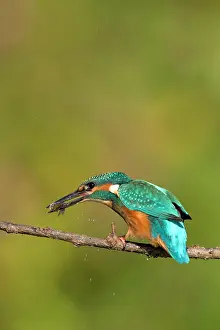 Minnows: Kingfisher - Killing a freshly caught minnow by