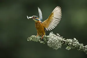 050918: Kingfisher - landing with fish - Norfolk, UK