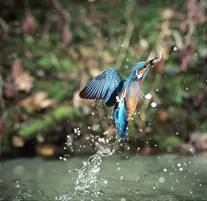 Zdenek Tunka: KINGFISHER - leaving water with fish