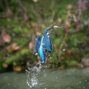 Leaving: Kingfisher - leaving water, with fish in beak