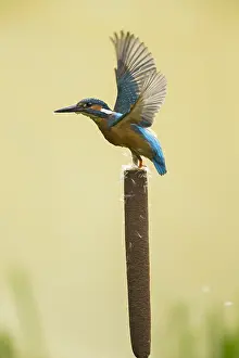 050918: Kingfisher - take off - Norfolk, UK