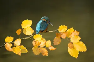 050918: Kingfisher - perched on an Autumn branch - Norfolk, UK