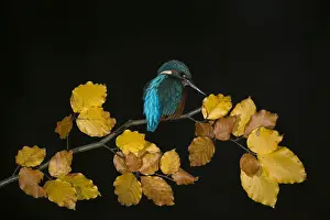 050918: Kingfisher - perched on an Autumn branch - Norfolk, UK