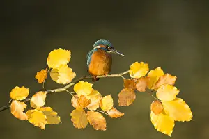 Kingfishers: Kingfisher - perched on an Autumn branch - Norfolk, UK