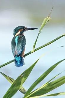 Alcedo: Kingfisher - perched on a branch