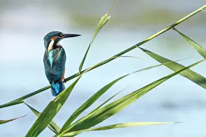 Alcedo: Kingfisher - perched on a branch