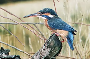 Kingfishers: KINGFISHER - perched on branch