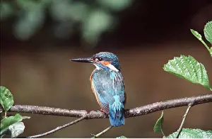 Kingfishers: KINGFISHER - perched on branch
