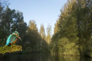 050918: Kingfisher - perched on a branch in Summer, watching