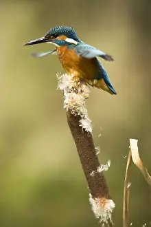050918: Kingfisher - perched on a bull rush - Norfolk, UK