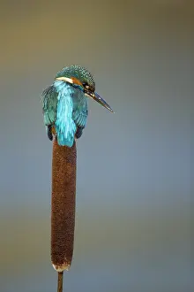 050918: Kingfisher - perched on a bull rush in Winter - Norfolk, UK