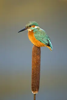 050918: Kingfisher - perched on a bull rush in Winter - Norfolk, UK