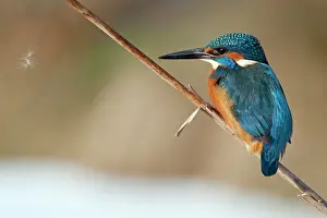 Bulrush: Kingfisher - perched on Bulrush stalk