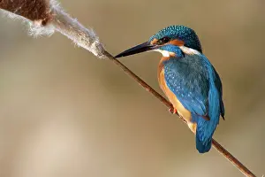 Bulrush: Kingfisher - perched on Bulrush stalk