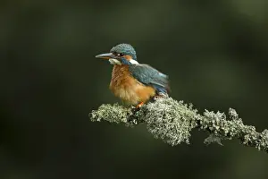 050918: Kingfisher - perched and having a rouse - Norfolk, UK