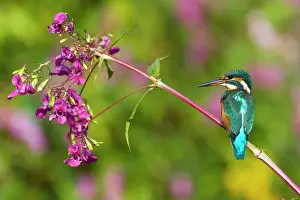 Balsam: Kingfisher - perched on Himalyan Balsam Plant (Impatiens