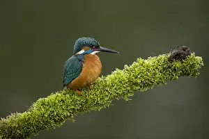 050918: Kingfisher - perched on a mossy branch - Norfolk, UK
