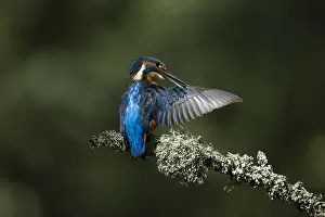 050918: Kingfisher - perched and preening - Norfolk, UK