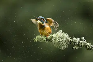 Shake: Kingfisher - perched on a Summer branch - Norfolk, UK