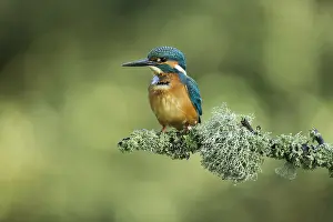 050918: Kingfisher - perched on a Summer branch - Norfolk, UK