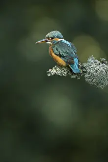 050918: Kingfisher - perched on a Summer branch - Norfolk, UK