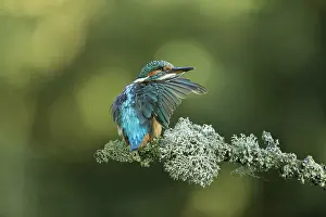 050918: Kingfisher - preening on a branch - Norfolk, UK