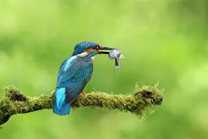 Guy Rogers: Kingfisher - resting on moss covered branch with