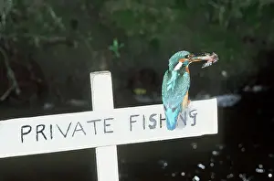 Signs: KINGFISHER - sitting on sign, carrying Bullhead