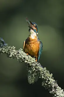 050918: Kingfisher - swallowing fish - Norfolk, UK