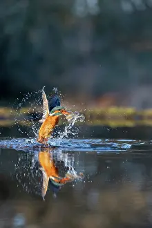 Splash: Kingfisher - Taking Off From Water With Fish - uk