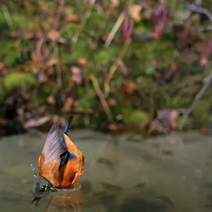 Zdenek Tunka: KINGFISHER - underwater with fish