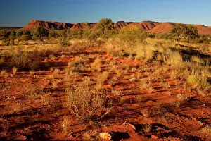 Ablaze: Kings Canyon - red earth, bushland and by sun red