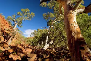 Camaldulensis: Kings Canyon - River Red Gums growing on the floor