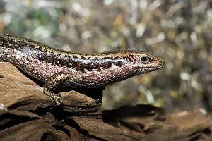 Skinks: Three Kings Islands / Falla's skink
