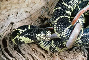 Kingsnake: Kingsnake - Eating Black-Headed Snake (Tantilla sp.)