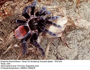 Tarantulas: Kingsville Bronze Brown / Texas Tan Bird-eating Spider